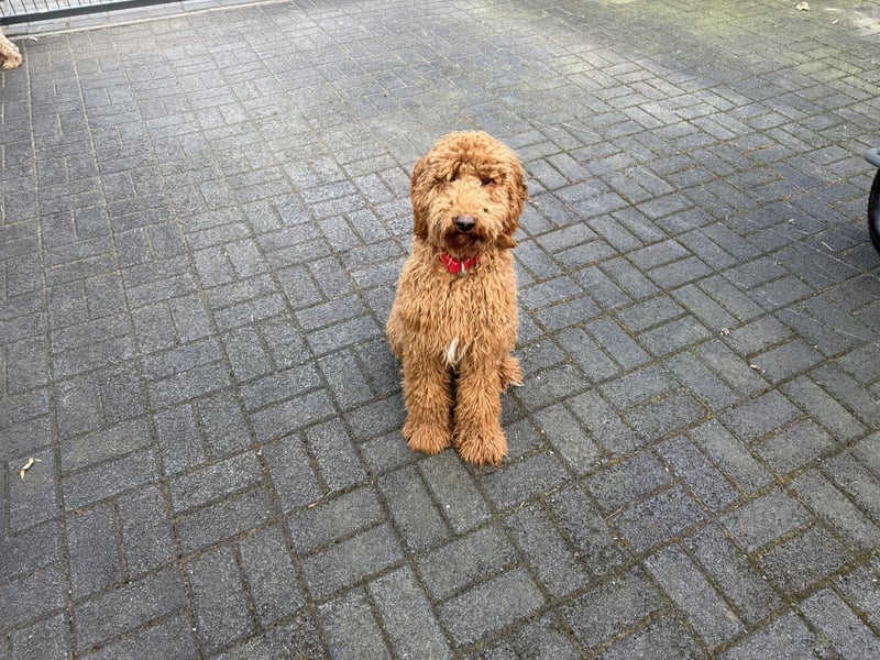 Rote Königspudel Hündin sucht liebevolle Familie