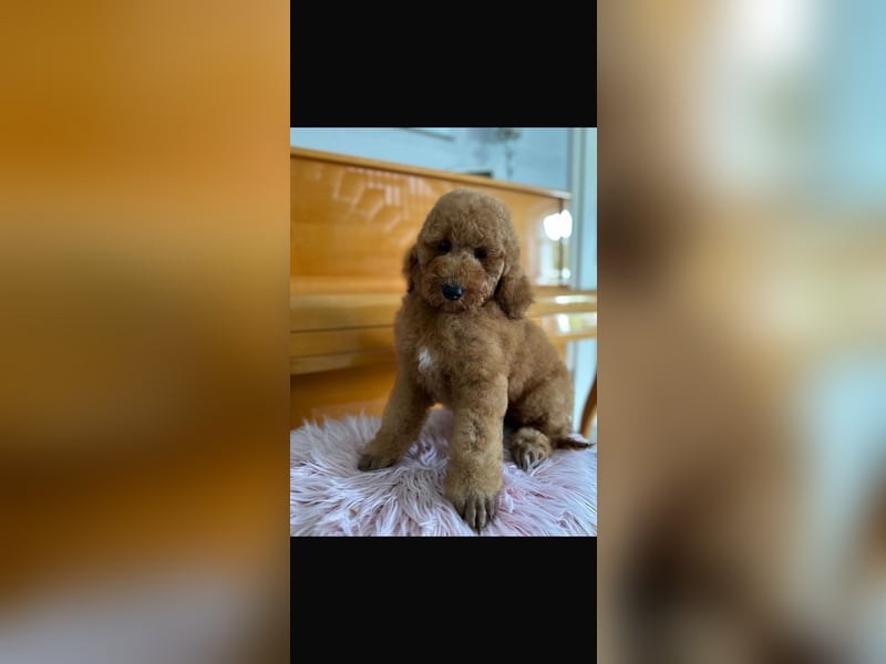 Rote Königspudel Hündin sucht liebevolle Familie