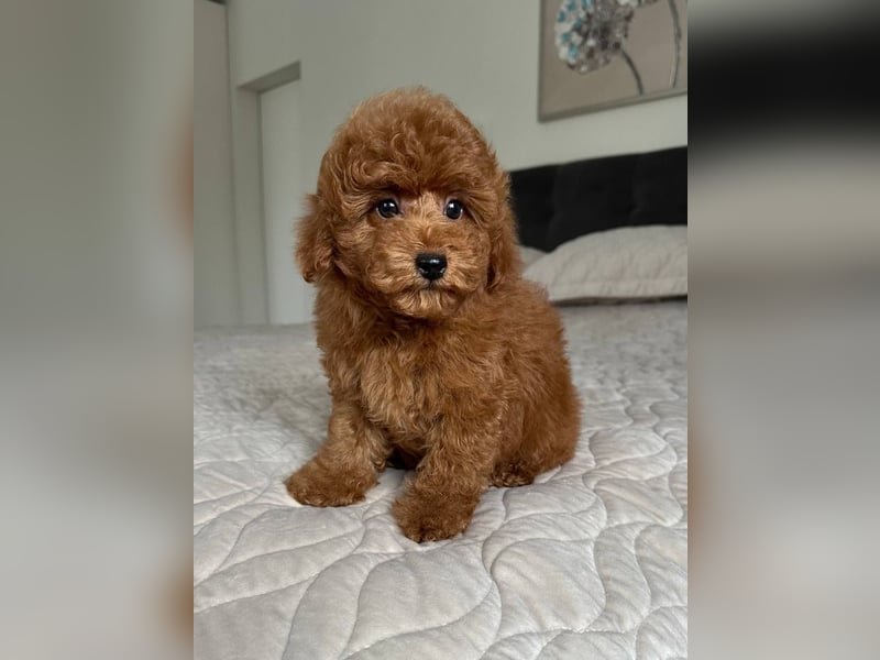 Zwergpudelwelpen abzugeben