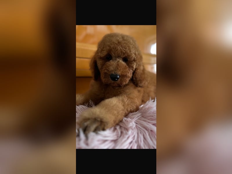 Rote Königspudel Hündin sucht liebevolle Familie