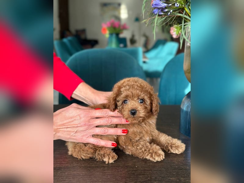 Zwergpudelwelpen abzugeben