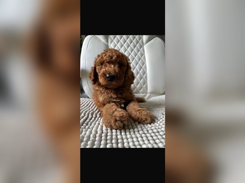 Rote Königspudel Hündin sucht liebevolle Familie