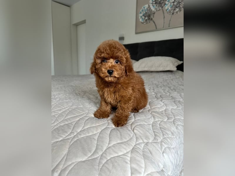 Zwergpudelwelpen abzugeben