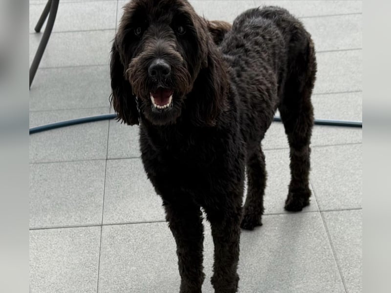 Herzenshündin Nala sucht ihr Für-immer-Zuhause