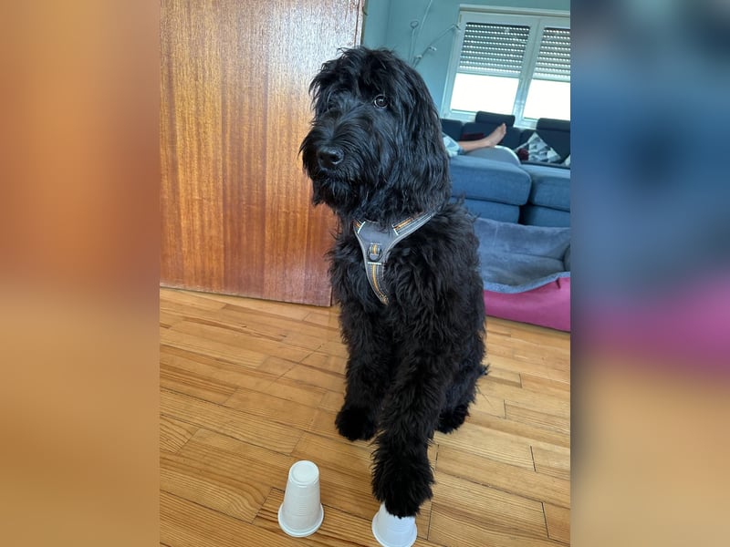 Herzenshündin Nala sucht ihr Für-immer-Zuhause