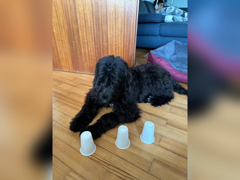 Herzenshündin Nala sucht ihr Für-immer-Zuhause