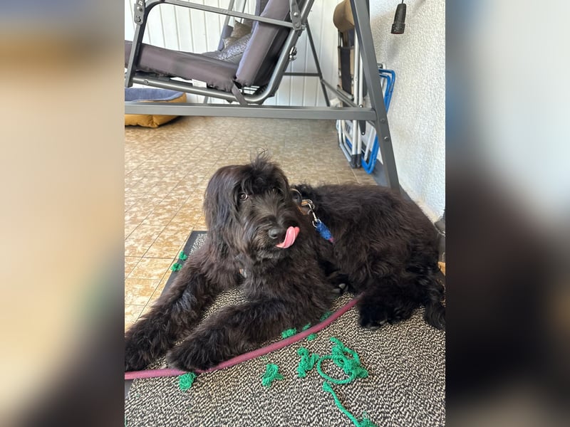 Herzenshündin Nala sucht ihr Für-immer-Zuhause