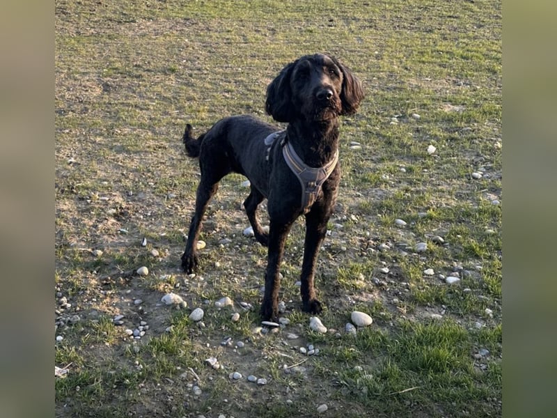 Herzenshündin Nala sucht ihr Für-immer-Zuhause