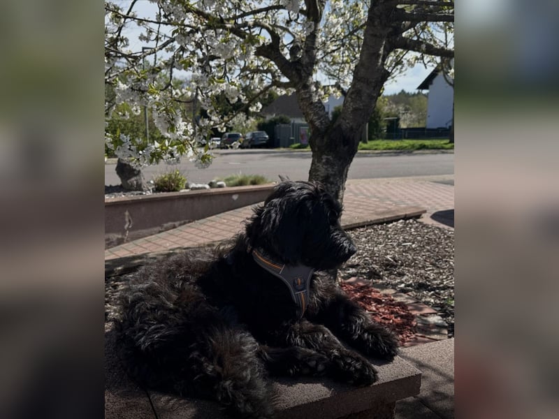 Herzenshündin Nala sucht ihr Für-immer-Zuhause