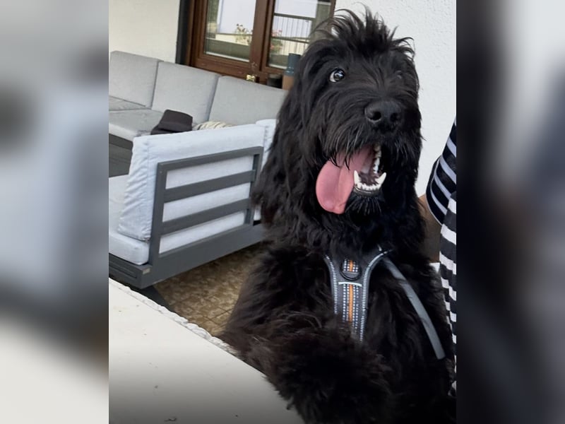 Herzenshündin Nala sucht ihr Für-immer-Zuhause