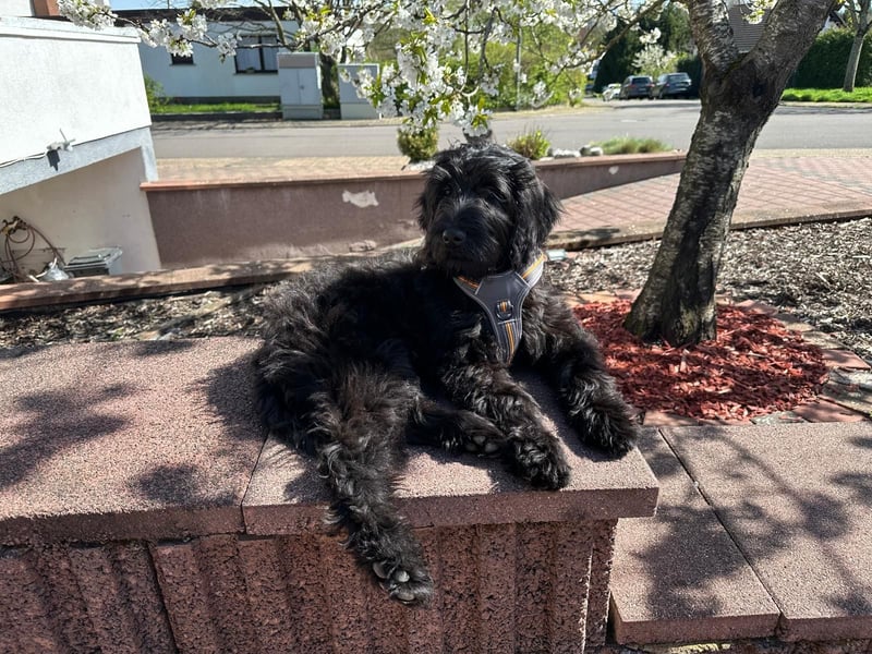 Herzenshündin Nala sucht ihr Für-immer-Zuhause