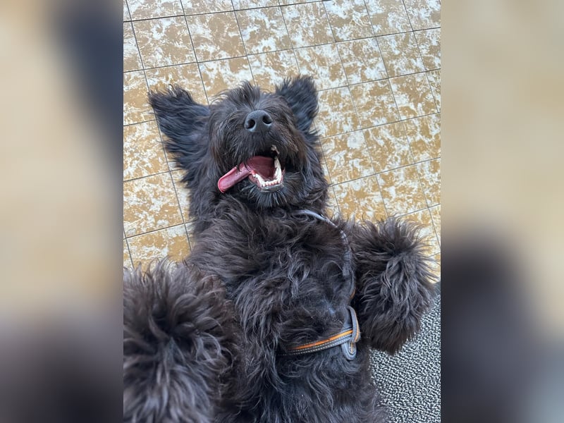 Herzenshündin Nala sucht ihr Für-immer-Zuhause