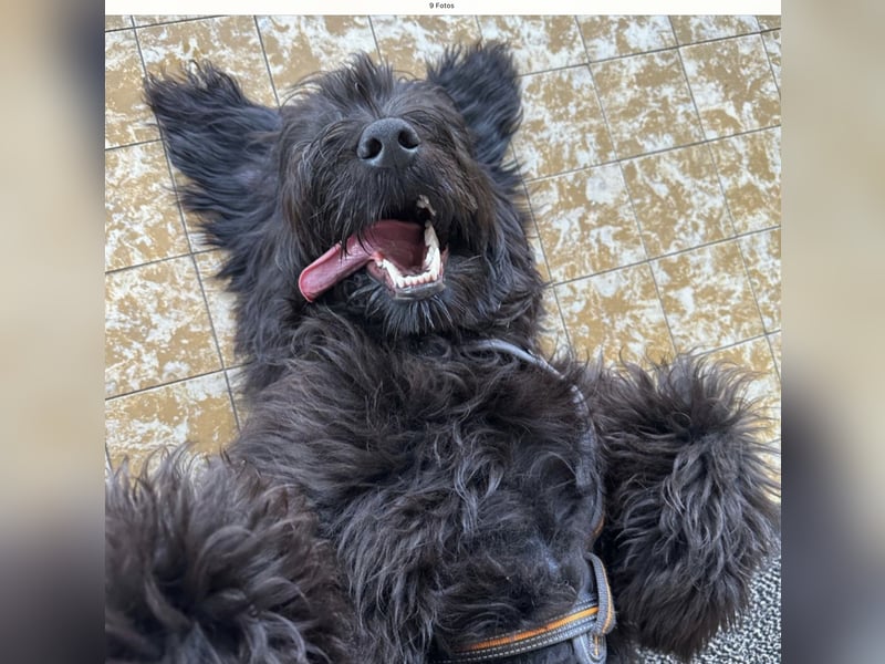 Herzenshündin Nala sucht ihr Für-immer-Zuhause