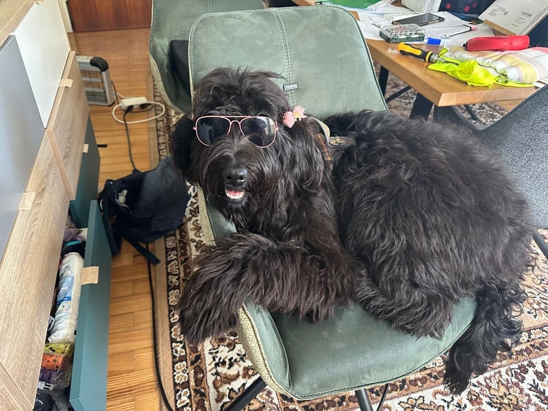 Herzenshündin Nala sucht ihr Für-immer-Zuhause