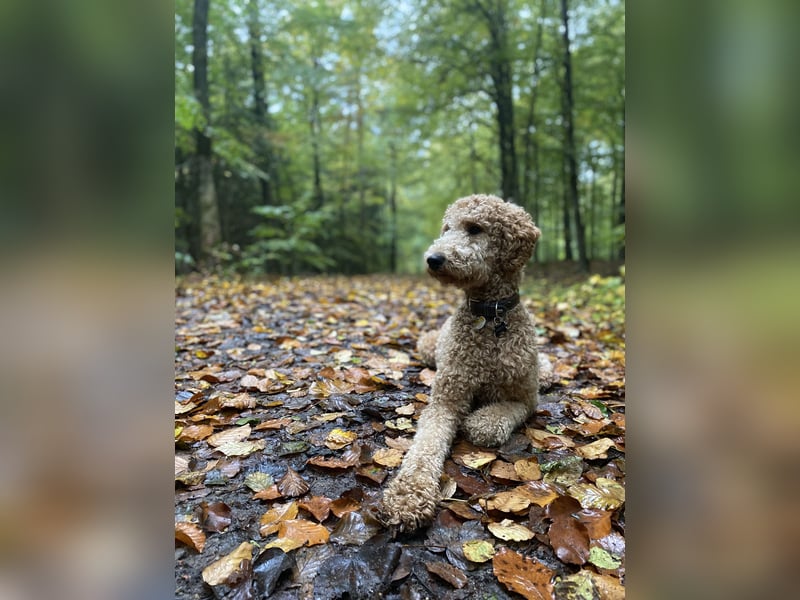 Deckrüde Königspudel Großpudel fawn/apricot