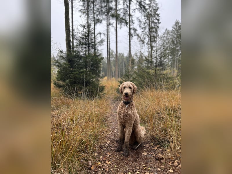 Deckrüde Königspudel Großpudel fawn/apricot