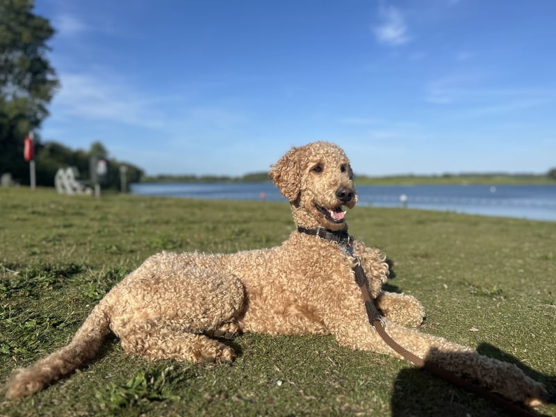 Deckrüde Königspudel Großpudel fawn/apricot