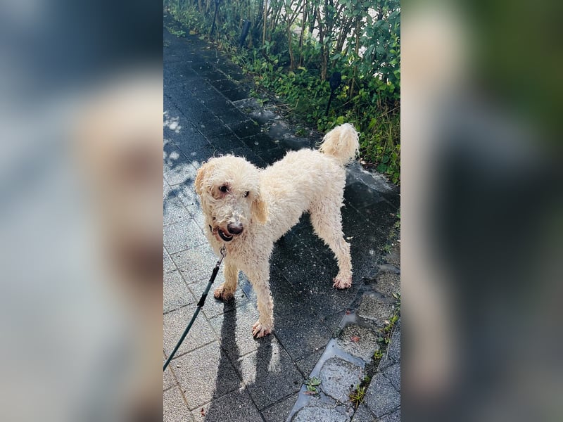 Hübscher weißer Großpudel