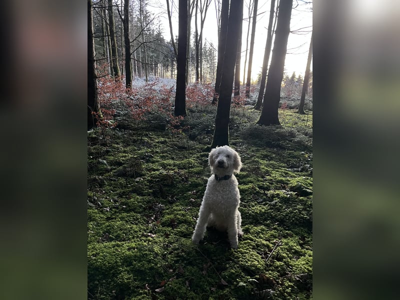 Hübscher weißer Großpudel