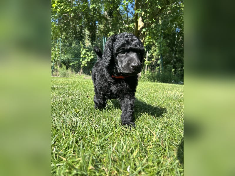 Süsse Standard Poodle puppies suchen ihre neue zu Hause