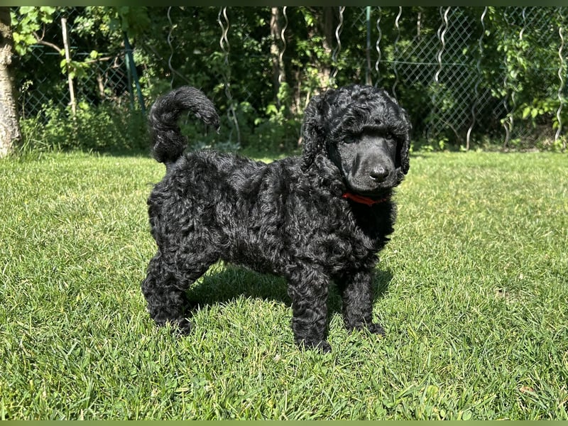 Süsse Standard Poodle puppies suchen ihre neue zu Hause