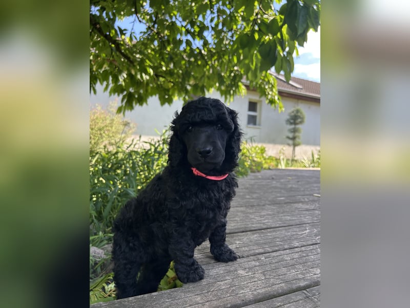 Süsse Standard Poodle puppies suchen ihre neue zu Hause