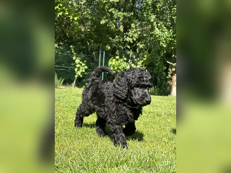 Süsse Standard Poodle puppies suchen ihre neue zu Hause