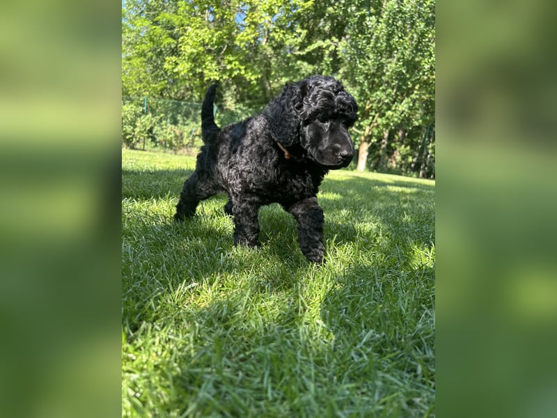 Süsse Standard Poodle puppies suchen ihre neue zu Hause
