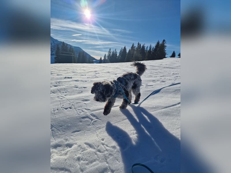 Pudel 3 Jahre Rüde kastriert