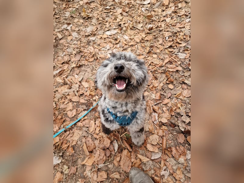 Pudel 3 Jahre Rüde kastriert