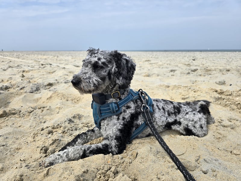 Pudel 3 Jahre Rüde kastriert