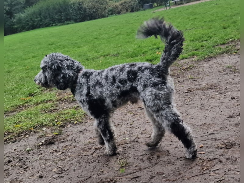 Pudel 3 Jahre Rüde kastriert