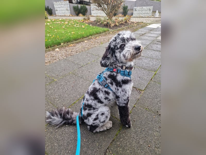 Pudel 3 Jahre Rüde kastriert