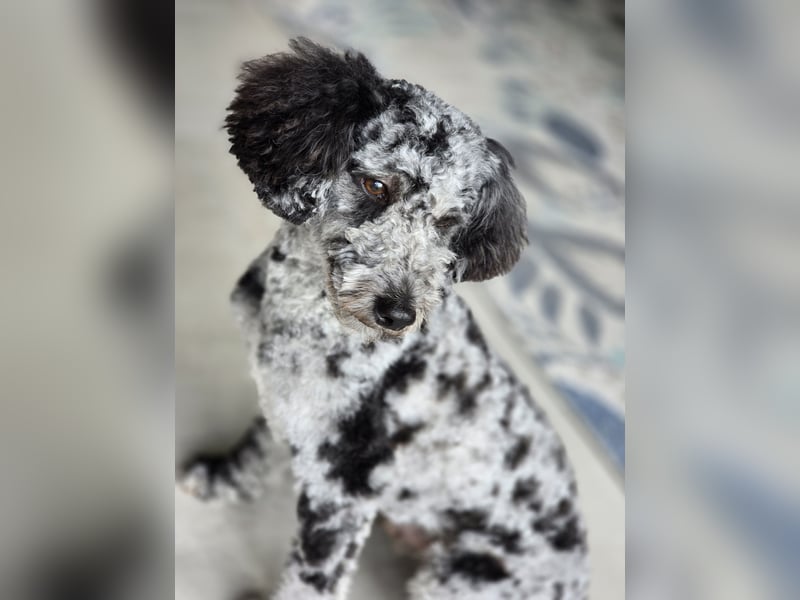 Pudel 3 Jahre Rüde kastriert