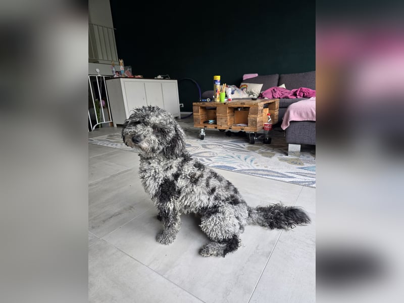 Pudel 3 Jahre Rüde kastriert