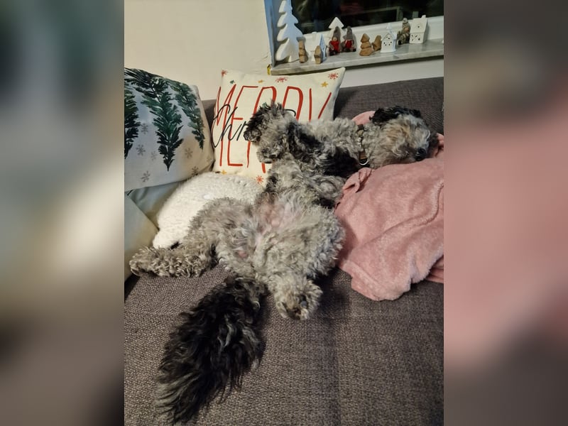 Pudel 3 Jahre Rüde kastriert