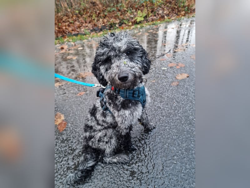 Pudel 3 Jahre Rüde kastriert