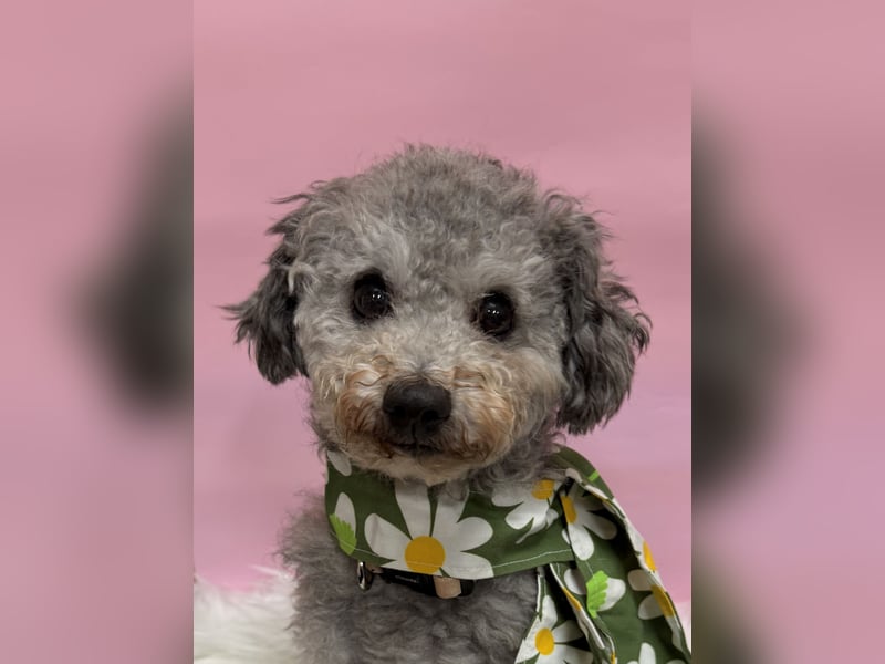 Gwansik, süßer Pudeljunge