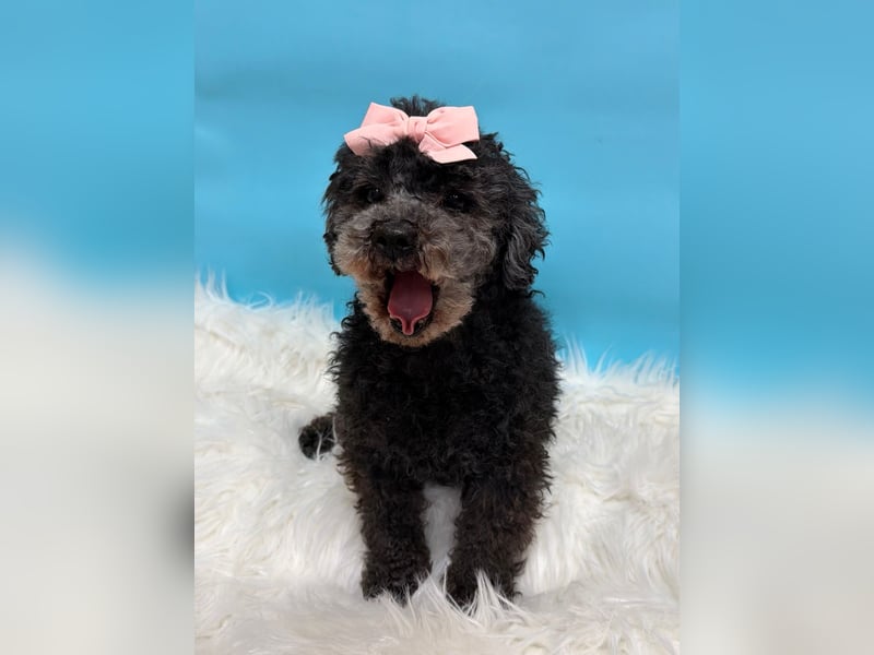 Tiki, vorsichtiger kleiner Rüde