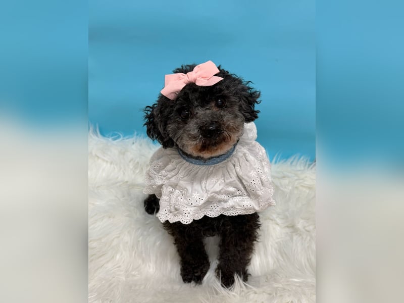 Tiki, vorsichtiger kleiner Rüde