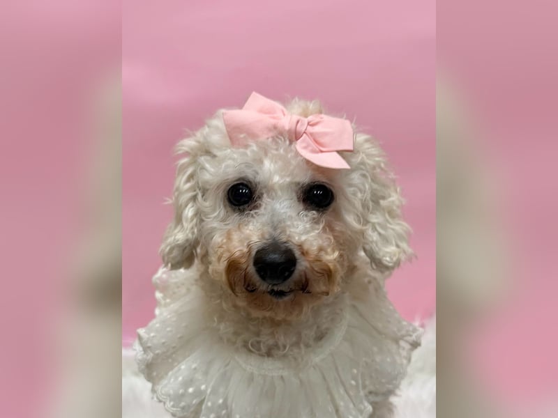 Miseol, neugieriege kleine Entdeckerin