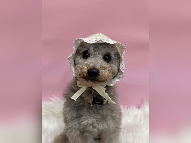 Gwansik, süßer Pudeljunge