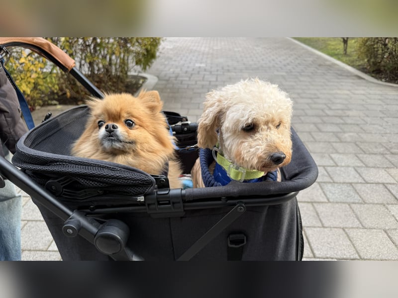 Louny, kleine Pudeldame sucht verständnisvolle, liebe Menschen