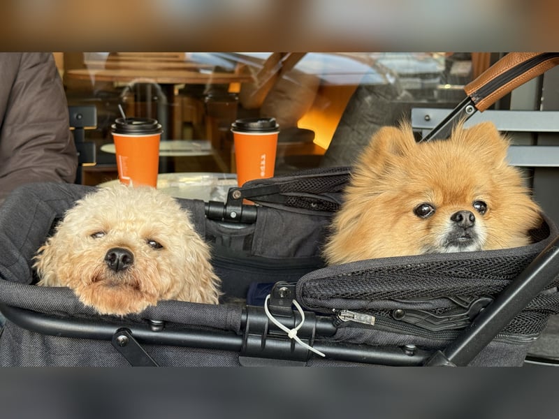 Louny, kleine Pudeldame sucht verständnisvolle, liebe Menschen