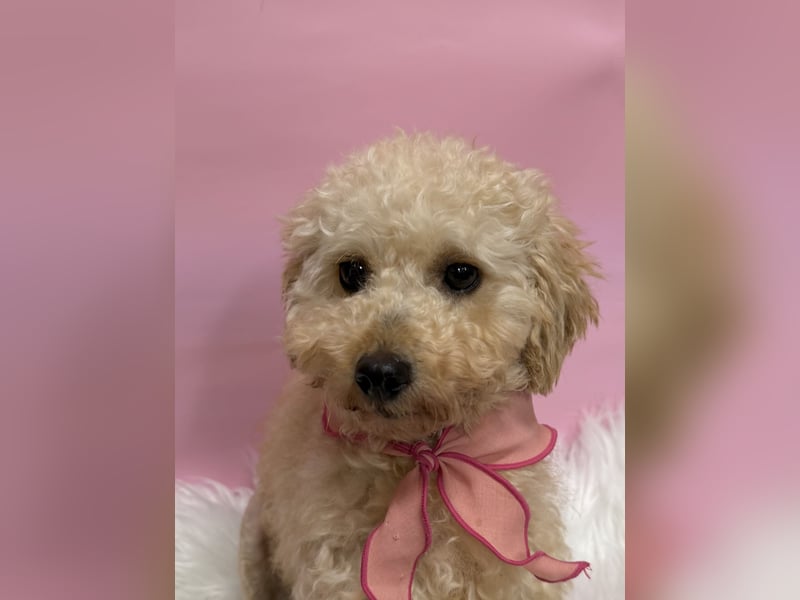 Louny, kleine Pudeldame sucht verständnisvolle, liebe Menschen