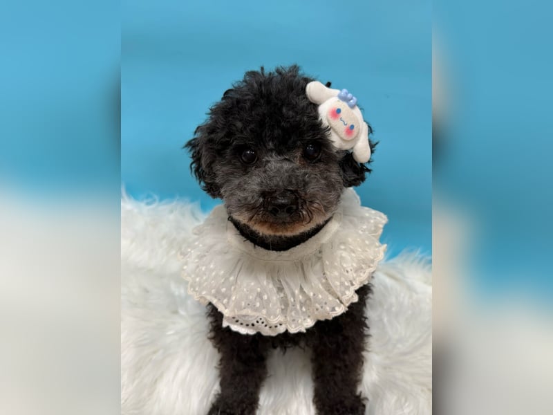 Tiki, vorsichtiger kleiner Rüde