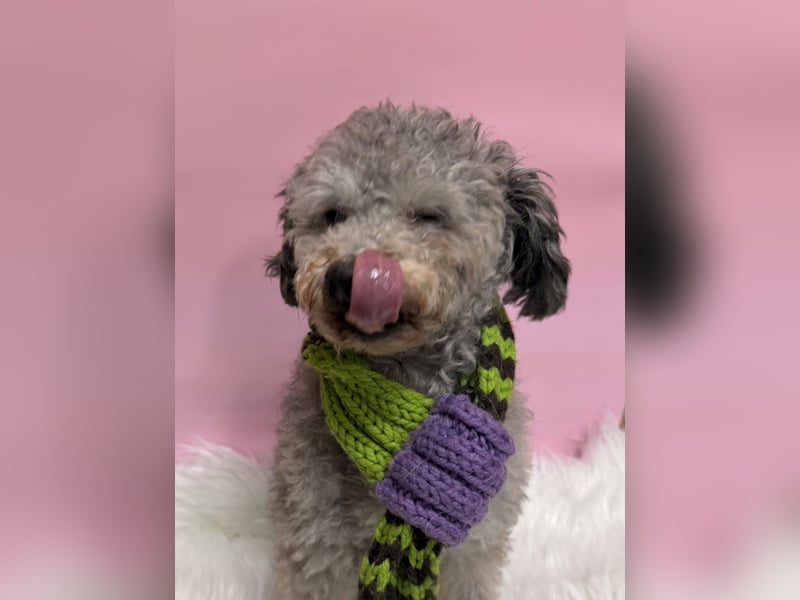 Gwansik, süßer Pudeljunge