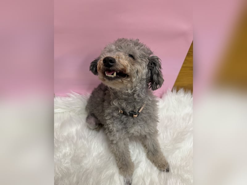 Gwansik, süßer Pudeljunge