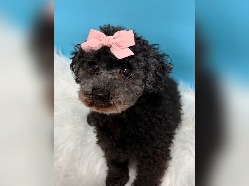 Tiki, vorsichtiger kleiner Rüde