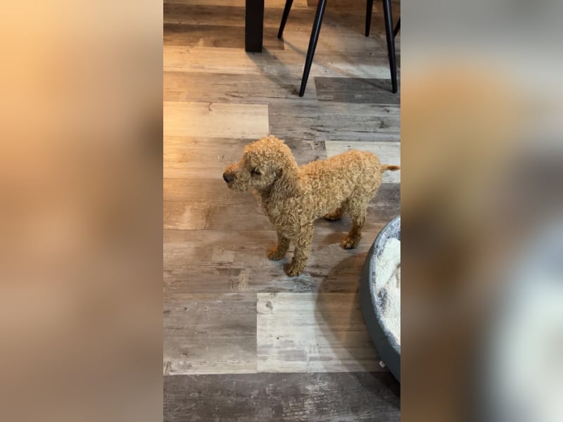 Toypudel Rüde Tilo sucht neues Zuhause